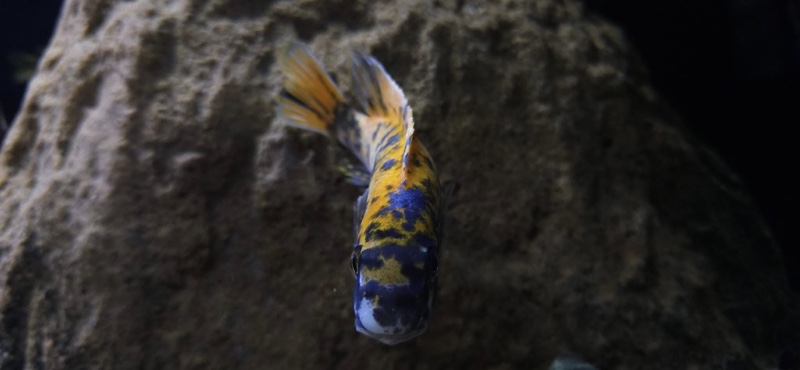 Labeotropheus trewavasae 'Border'